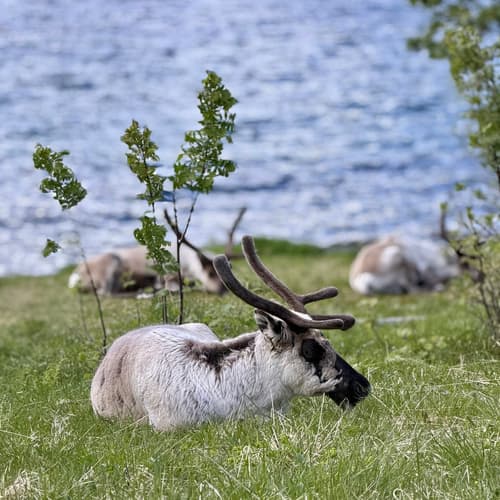 Ersfjordbotn