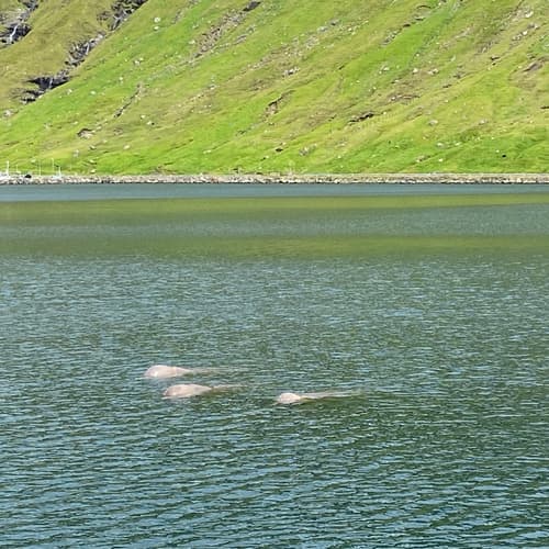 Pilot whale viewpoint